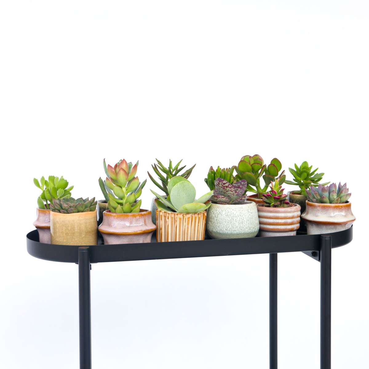 Mini suculente - 12 buc - Succulent Mix - Înălţime 5-10cm - ⌀6cm