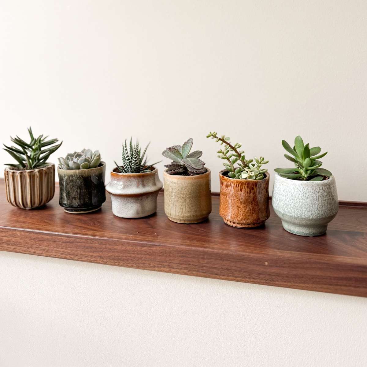 Mini suculente - 60 buc - Succulent Mix - Înălţime 5-10cm - ⌀5,5cm