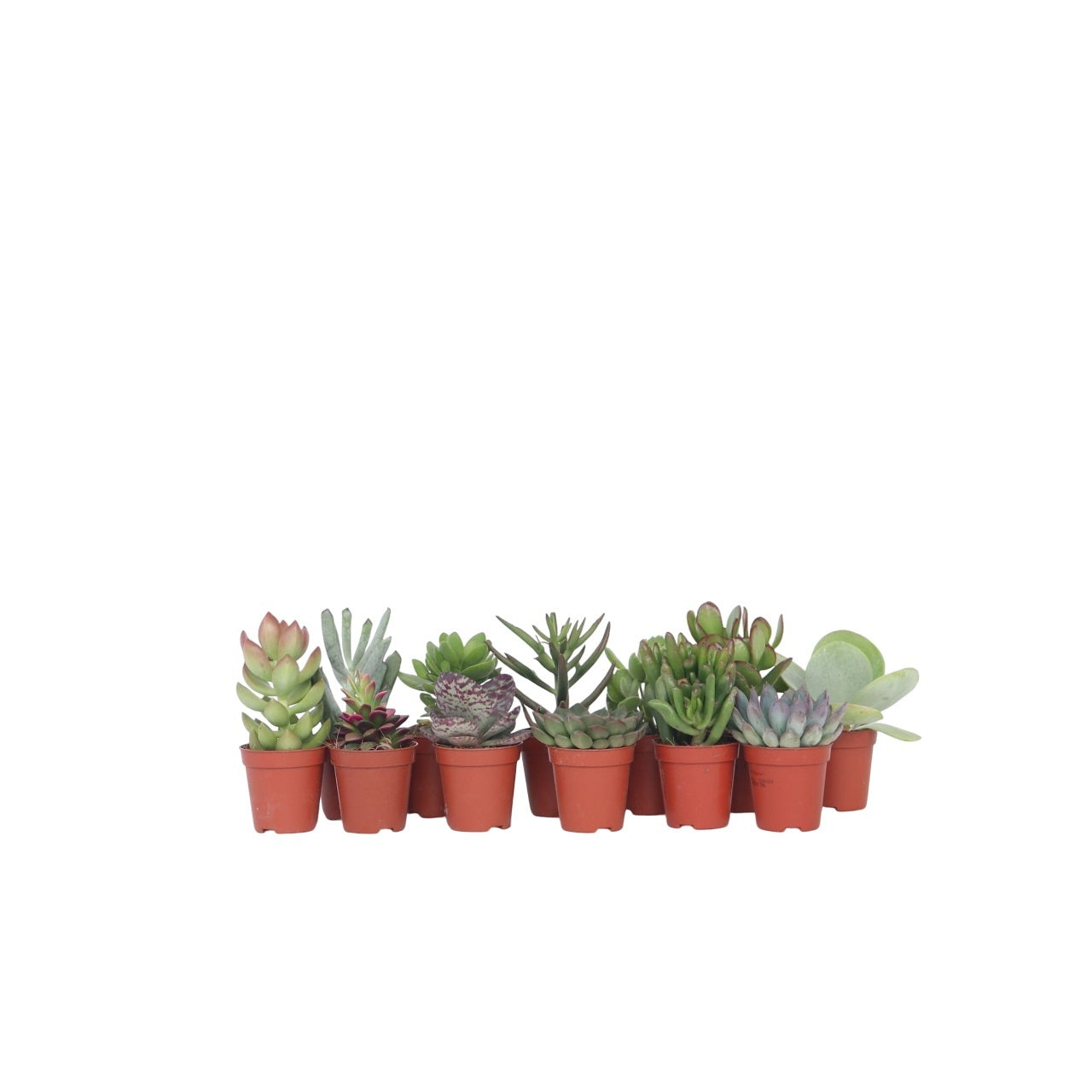 Mini suculente - 12 buc - Succulent Mix - Înălţime 5-10cm - ⌀6cm