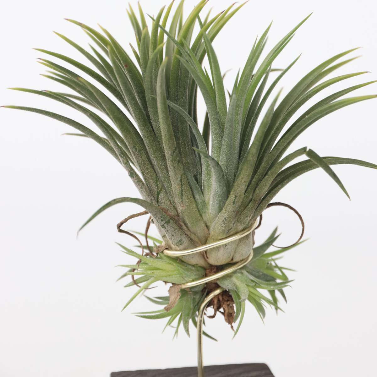 Planta aeriană - 3 buc - Tillandsia - Înălţime 30-35cm