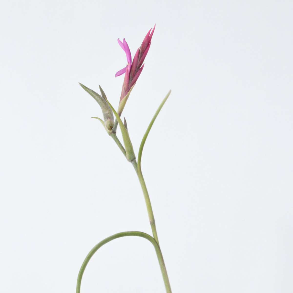 Planta aeriană - 3 buc - Tillandsia - Înălţime 30-35cm