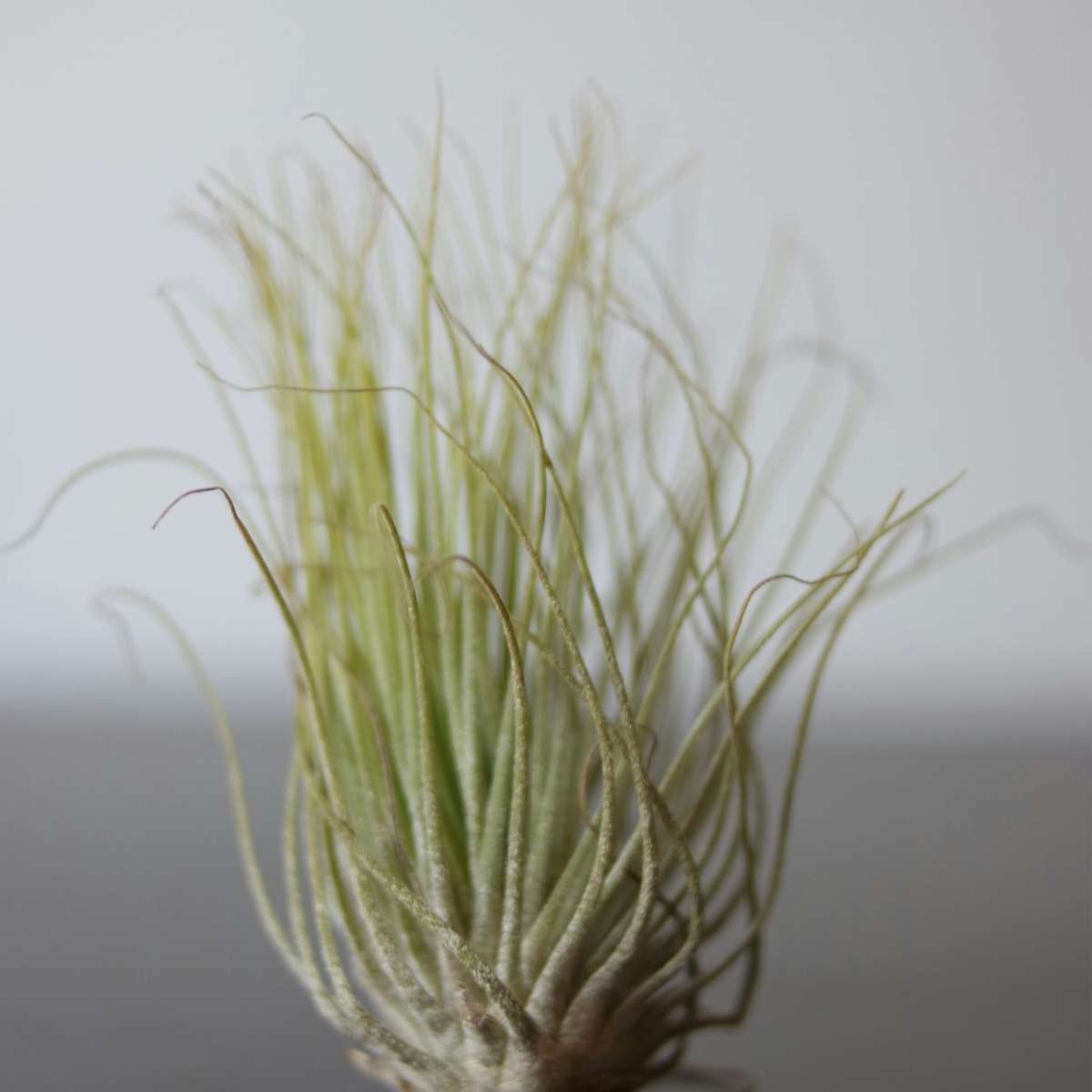 Planta aeriană - 3 buc - Tillandsia - Înălţime 30-35cm