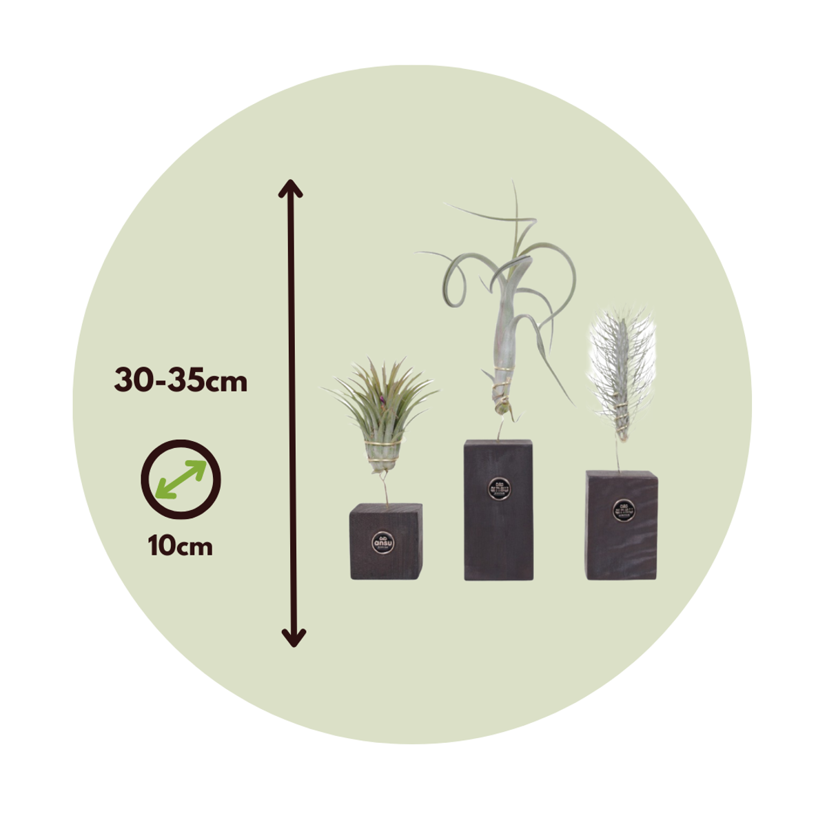 Planta aeriană - 3 buc - Tillandsia - Înălţime 30-35cm