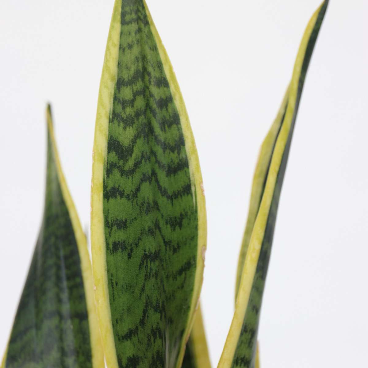 Limba soacrei - Sansevieria trifasciata Laurentii - Înălţime 40-50cm - ⌀14cm