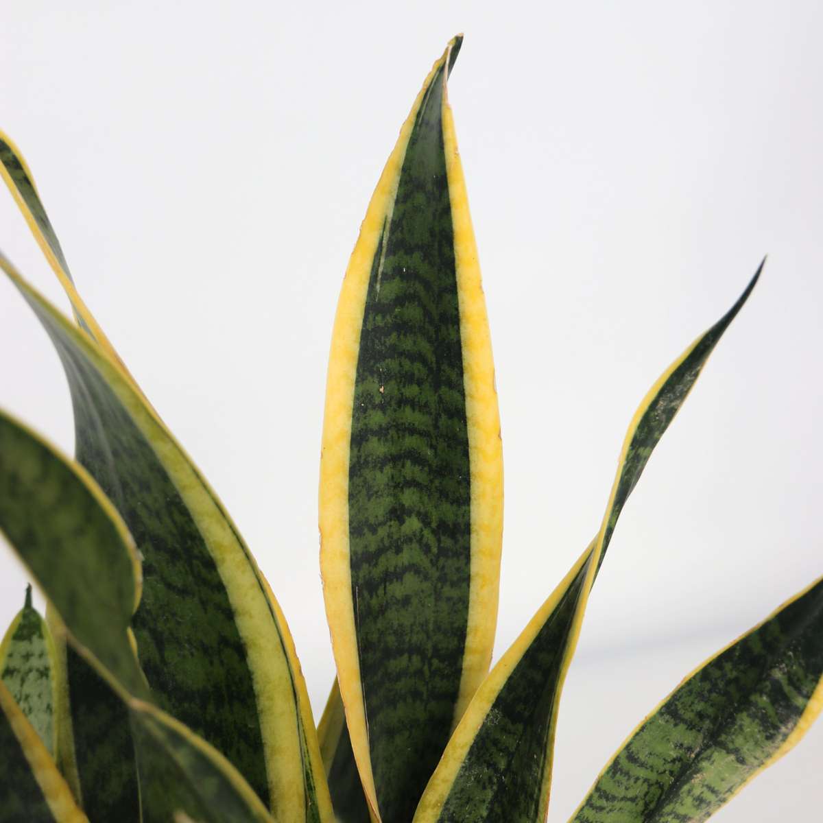 Limba soacrei - Sansevieria trifasciata Laurentii - Înălţime 40-50cm - ⌀14cm
