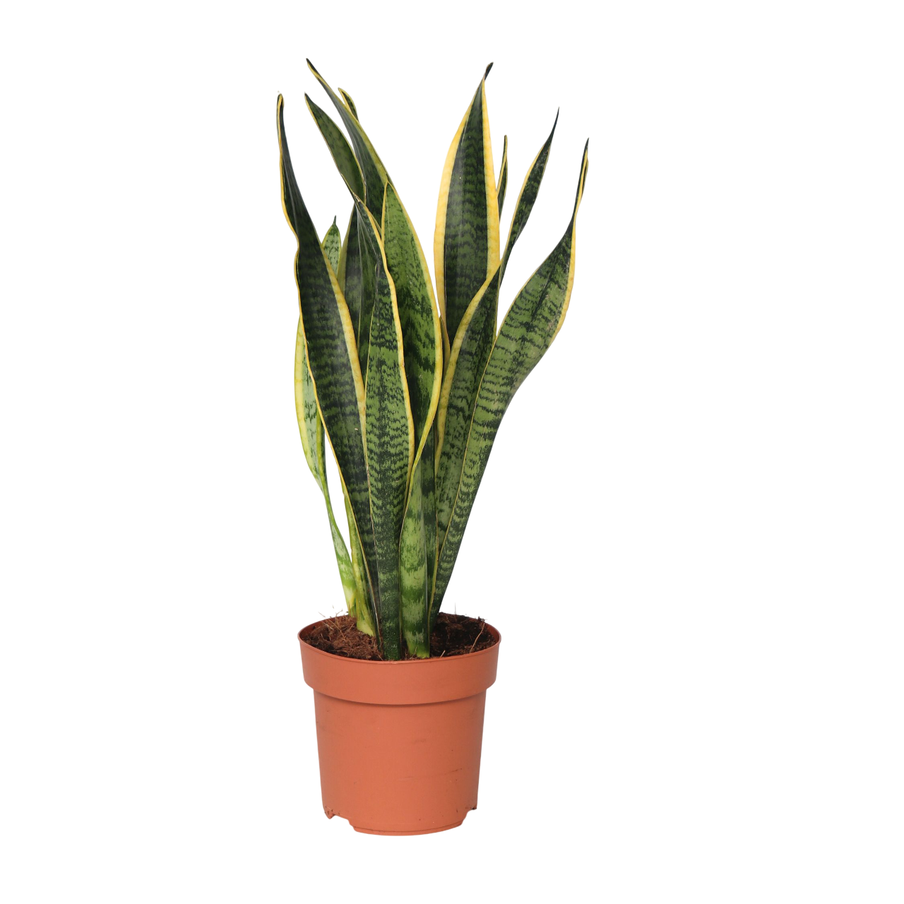Limba soacrei - Sansevieria trifasciata Laurentii - Înălţime 40-50cm - ⌀14cm