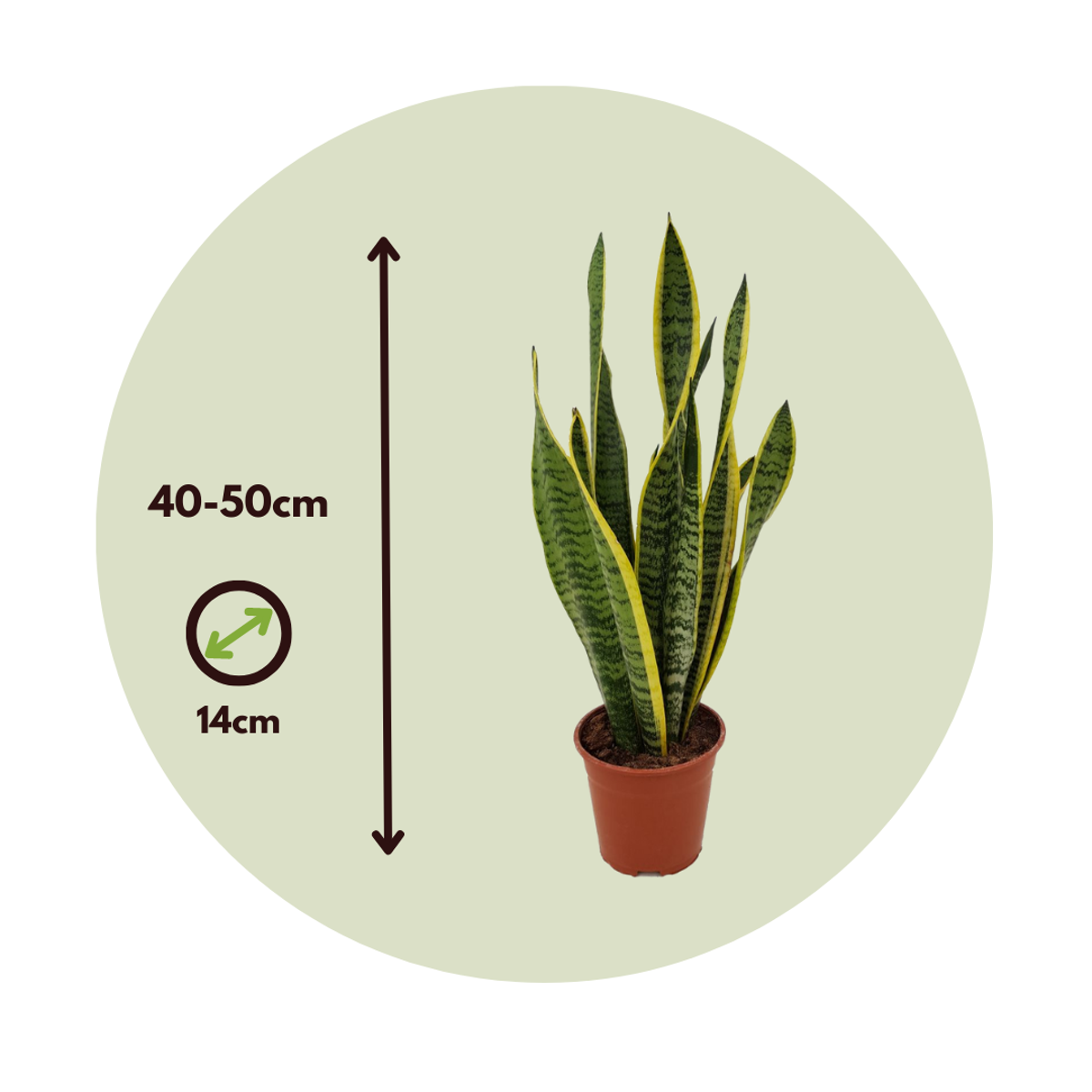 Limba soacrei - Sansevieria trifasciata Laurentii - Înălţime 40-50cm - ⌀14cm