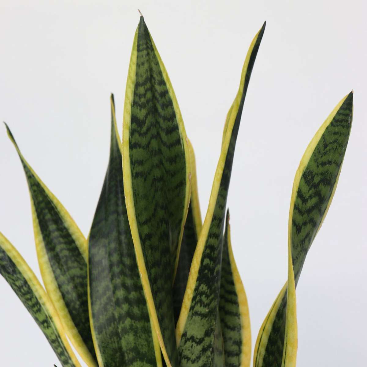 Limba soacrei - Sansevieria trifasciata Laurentii - Înălţime 60-70cm - ⌀17cm