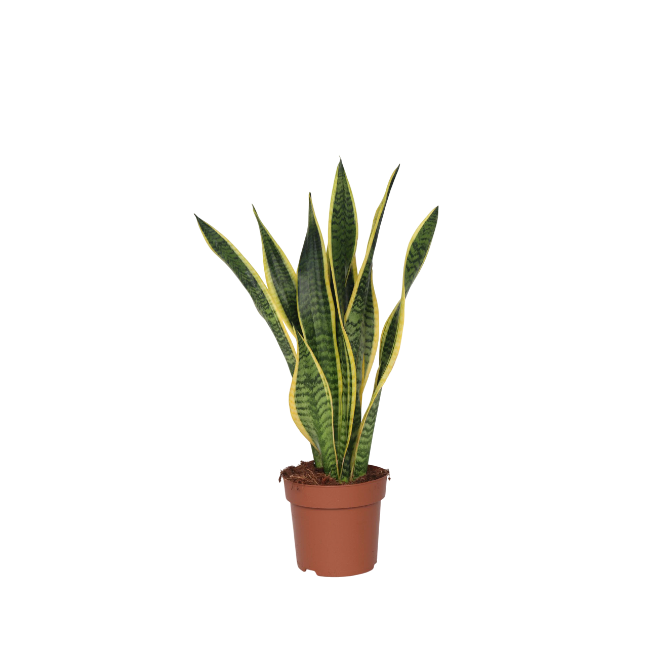 Limba soacrei - Sansevieria trifasciata Laurentii - Înălţime 60-70cm - ⌀17cm