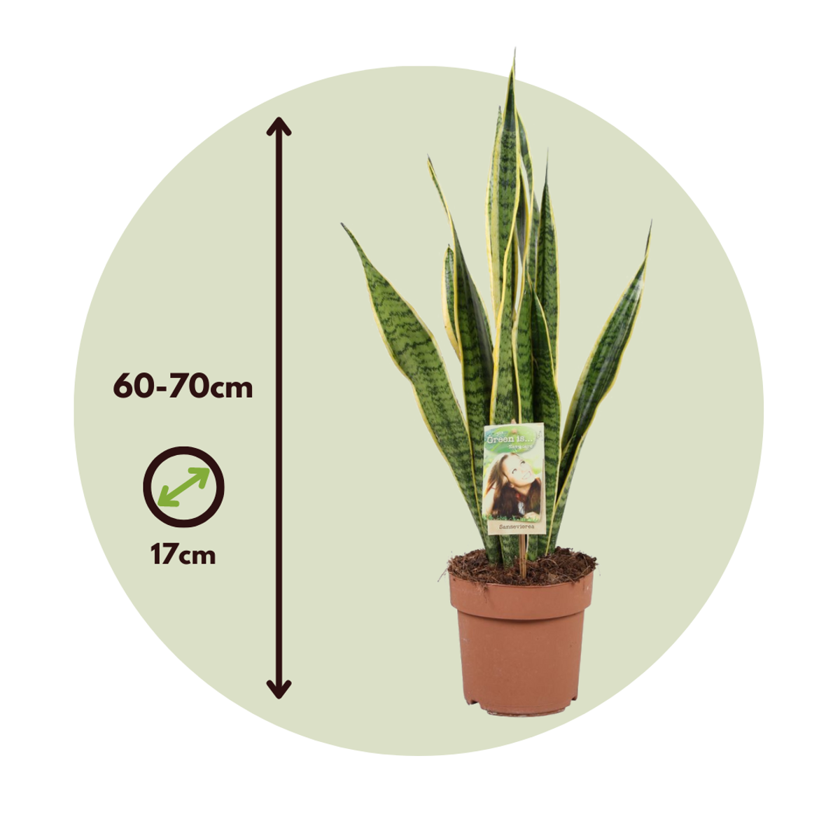 Limba soacrei - Sansevieria trifasciata Laurentii - Înălţime 60-70cm - ⌀17cm