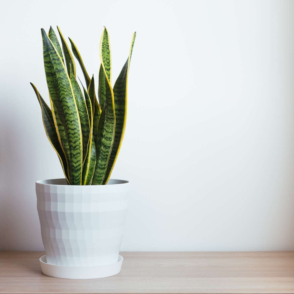 Limba soacrei - Sansevieria trifasciata Laurentii - Înălţime 40-50cm - ⌀14cm