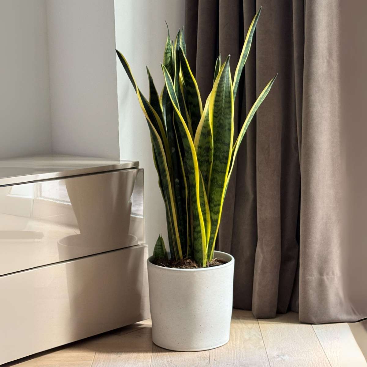 Limba soacrei - Sansevieria trifasciata Laurentii - Înălţime 65-75cm - ⌀21cm