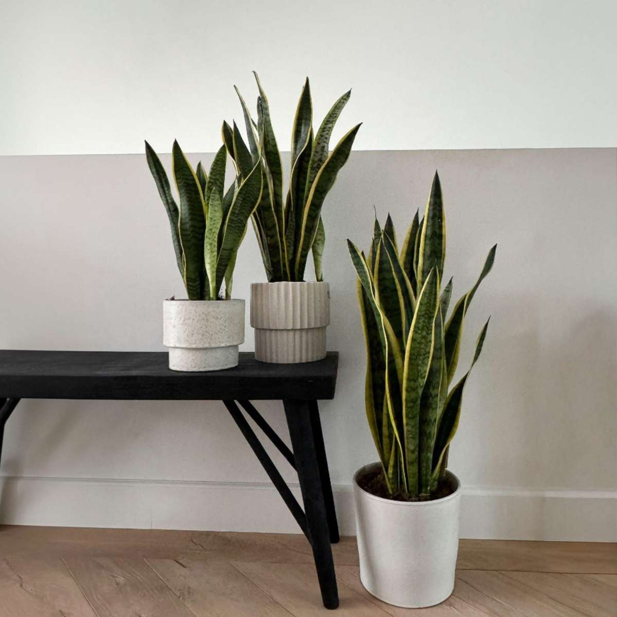 Limba soacrei - Sansevieria trifasciata Laurentii - Înălţime 65-75cm - ⌀21cm