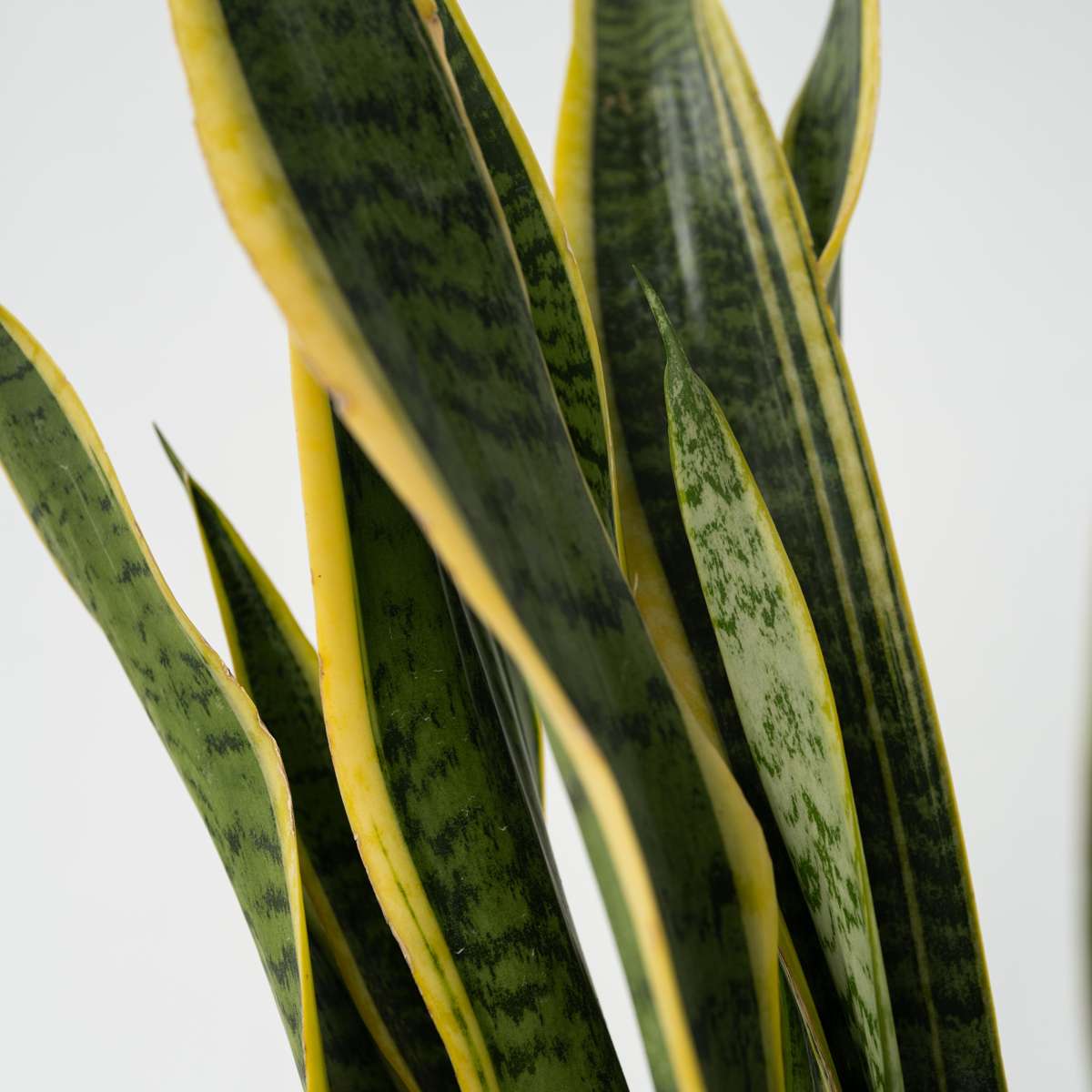 Limba soacrei - Sansevieria trifasciata Laurentii - Înălţime 65-75cm - ⌀21cm