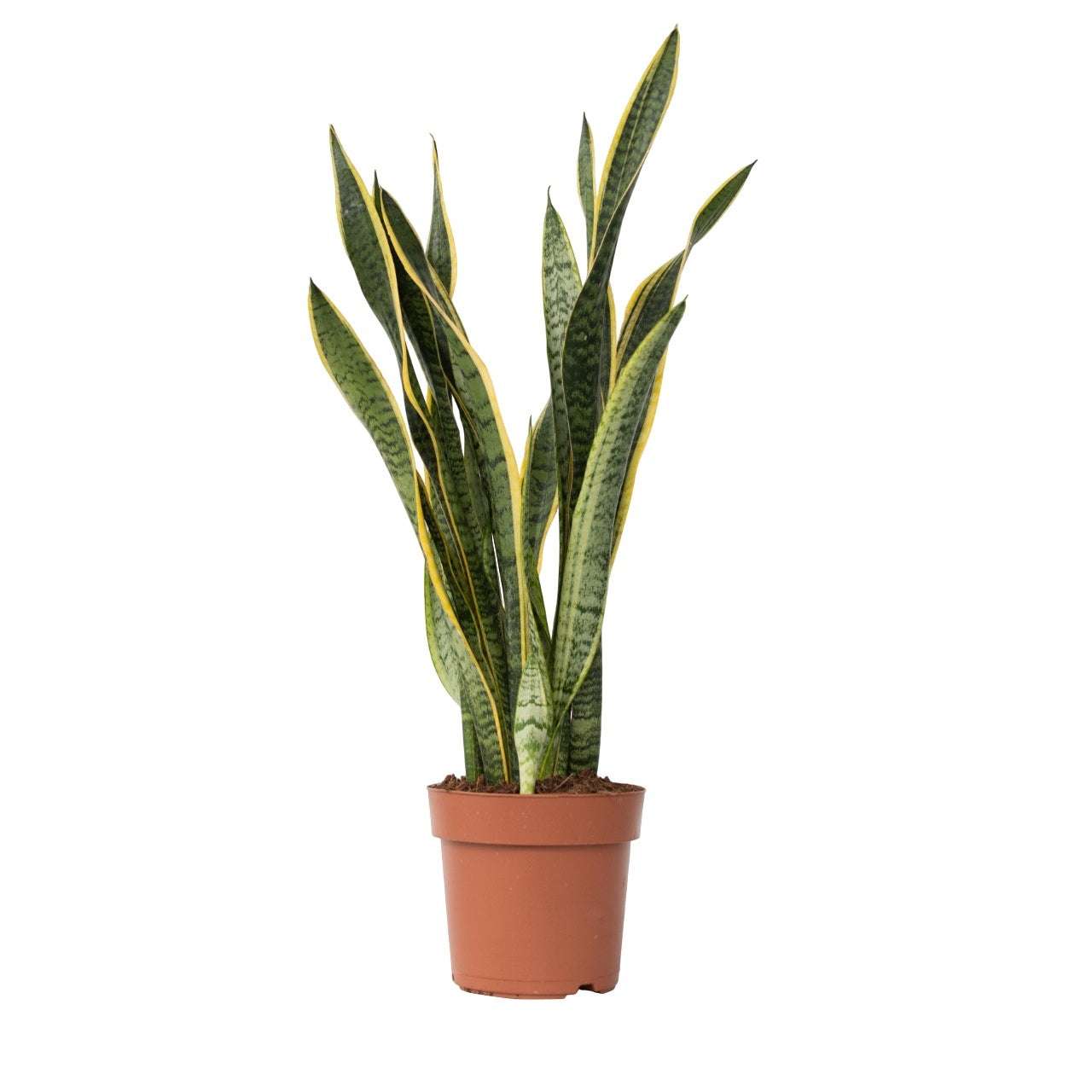 Limba soacrei - Sansevieria trifasciata Laurentii - Înălţime 65-75cm - ⌀21cm