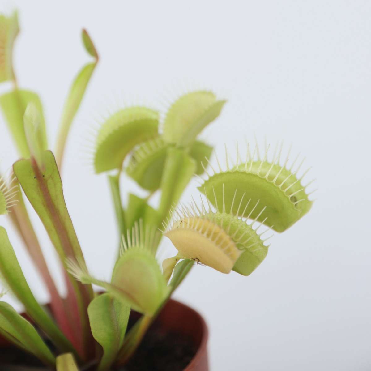 Planta carnivoră - 3 buc - Dionaea muscipula - Înălţime 5-15cm - ⌀6cm
