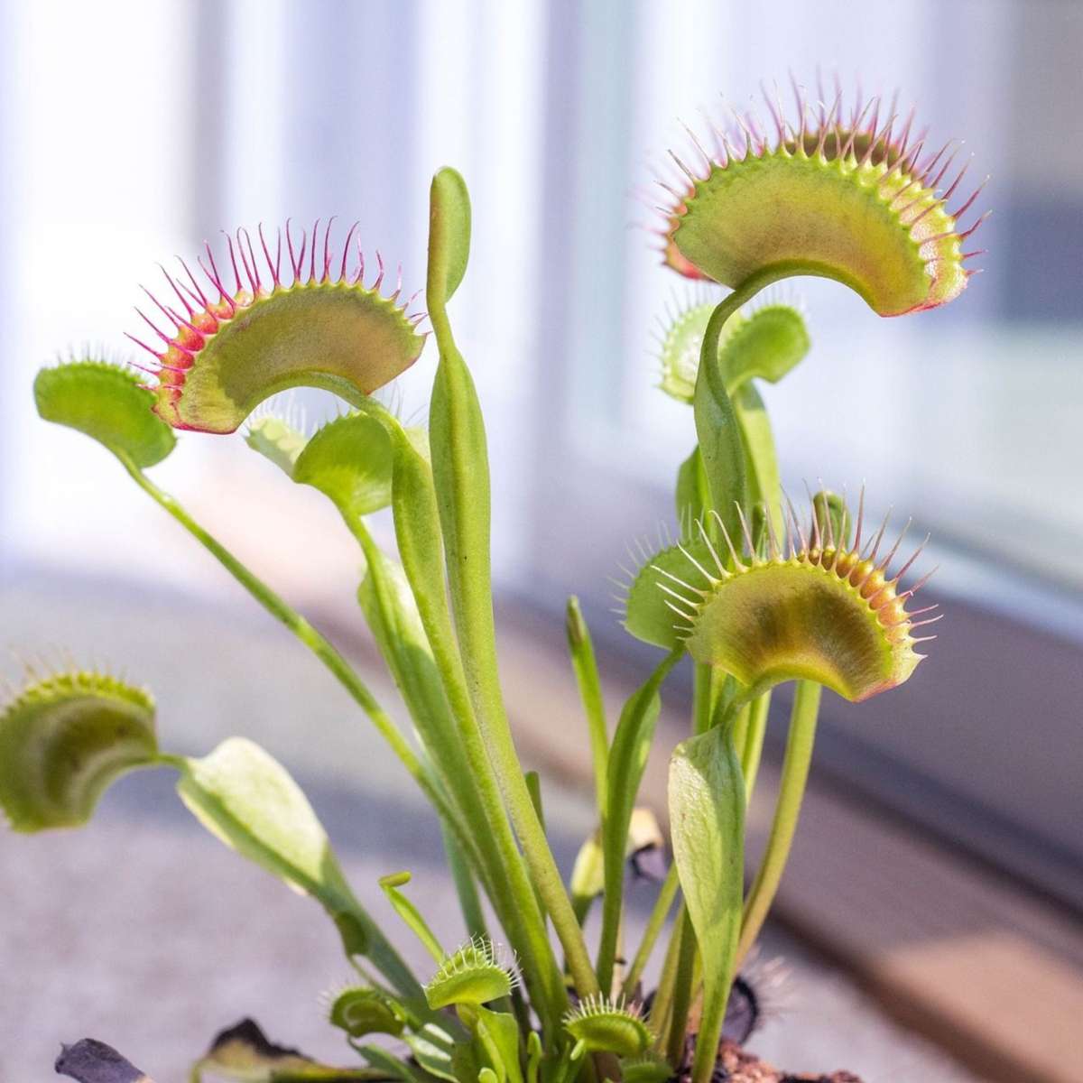 Planta carnivoră - 3 buc - Dionaea muscipula - Înălţime 5-15cm - ⌀6cm