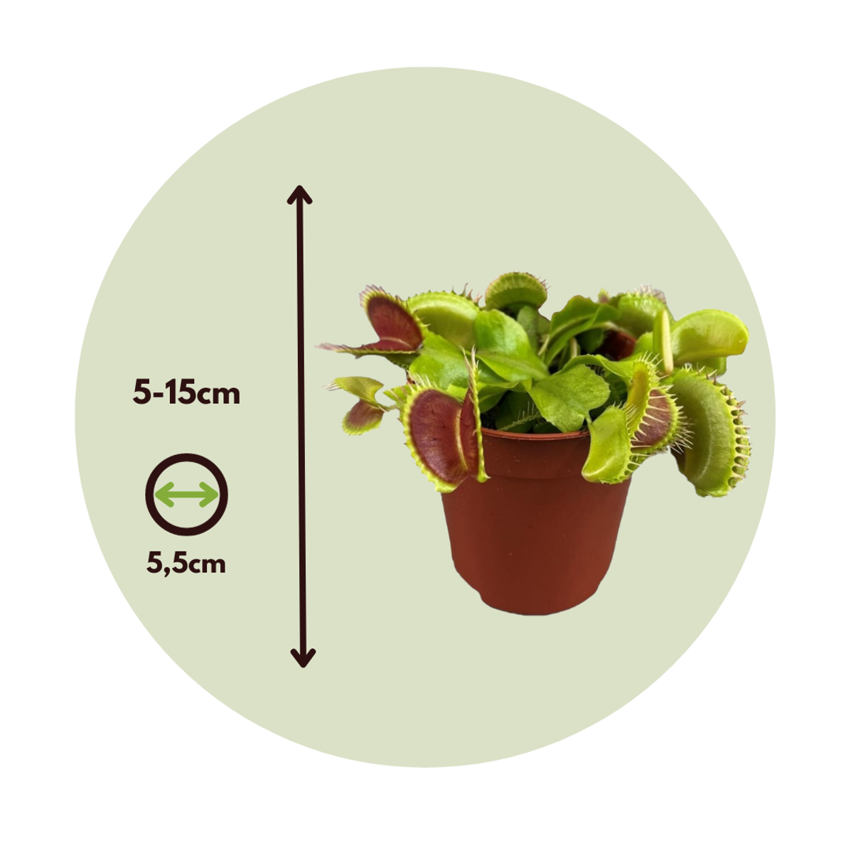Planta carnivoră - 3 buc - Dionaea muscipula - Înălţime 5-15cm - ⌀6cm