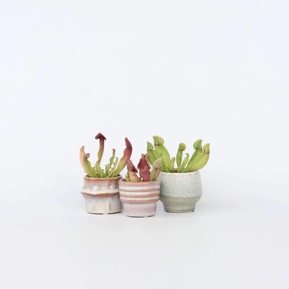 Planta ulcior - 6 buc - Sarracenia purpurea - Înălţime 15-20cm - ⌀6cm