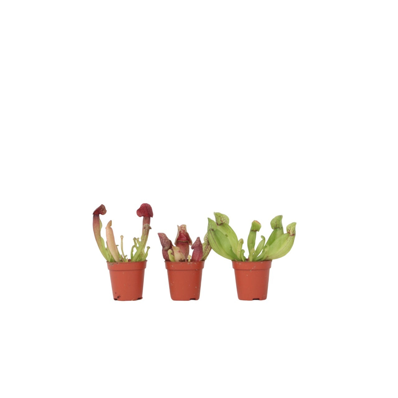 Planta ulcior - 3 buc - Sarracenia purpurea - Înălţime 10cm - ⌀6cm