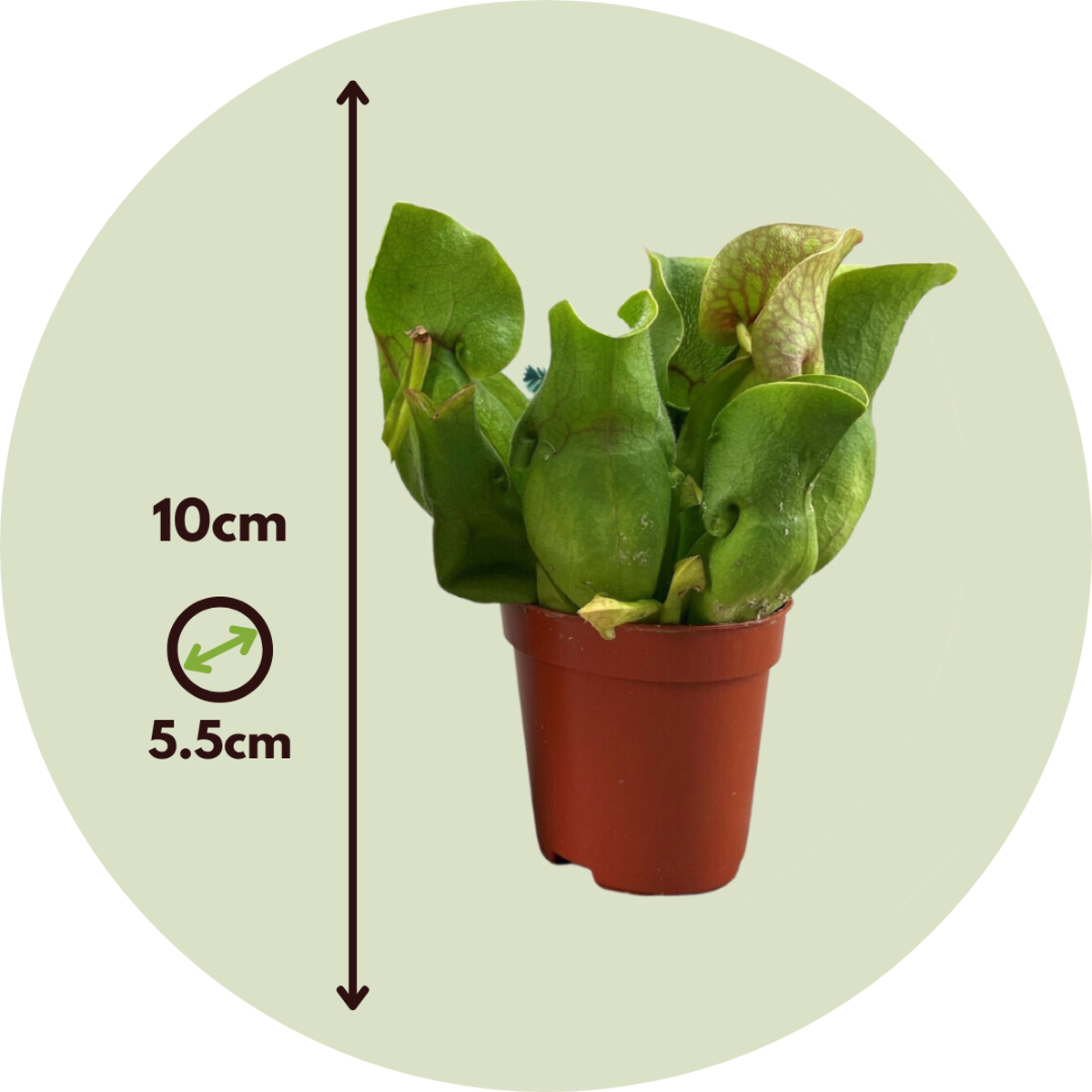 Planta ulcior - 6 buc - Sarracenia purpurea - Înălţime 15-20cm - ⌀6cm