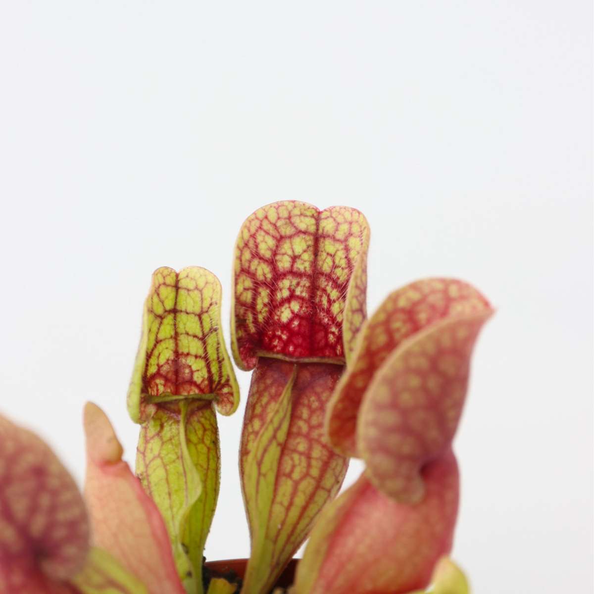 Planta ulcior - 6 buc - Sarracenia purpurea - Înălţime 15-20cm - ⌀6cm