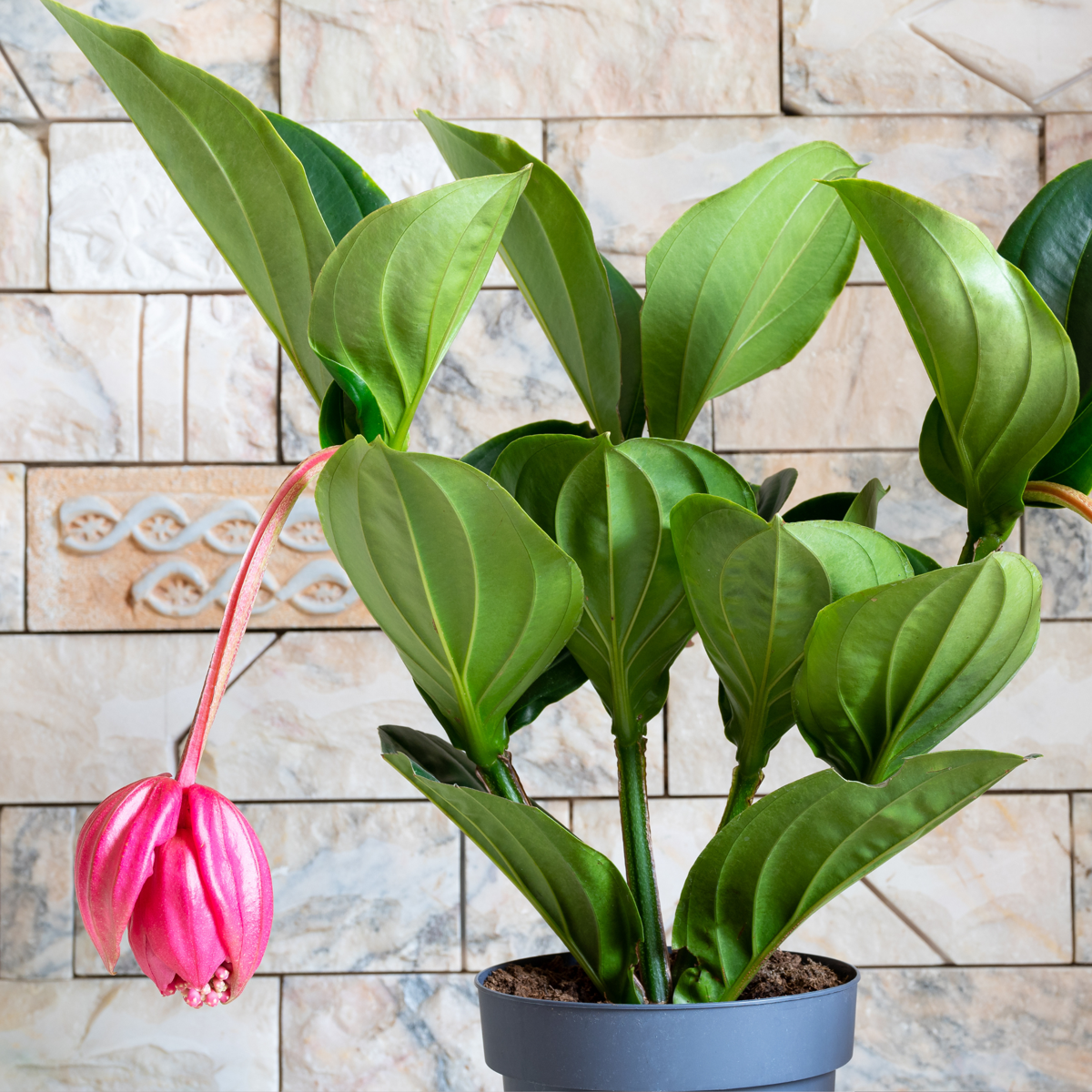 Floarea Regelui - Medinilla magnifica - Înălţime 40-50cm - ⌀14cm