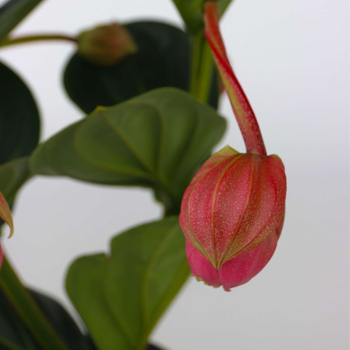 Floarea Regelui - Medinilla magnifica - Înălţime 40-50cm - ⌀14cm