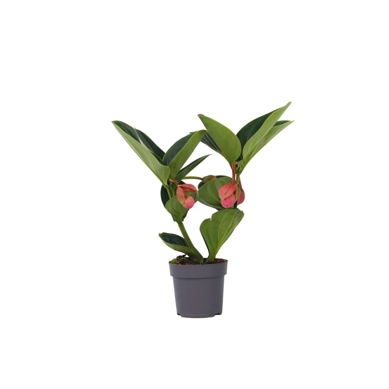 Floarea Regelui - Medinilla magnifica - Înălţime 40-50cm - ⌀14cm