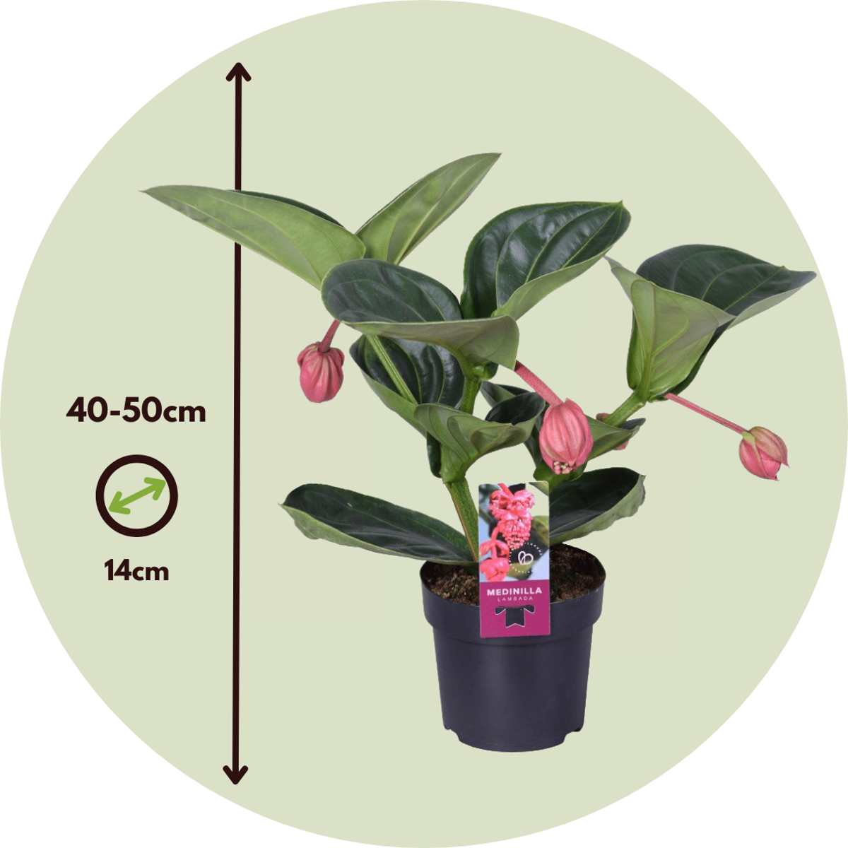 Floarea Regelui - Medinilla magnifica - Înălţime 40-50cm - ⌀14cm