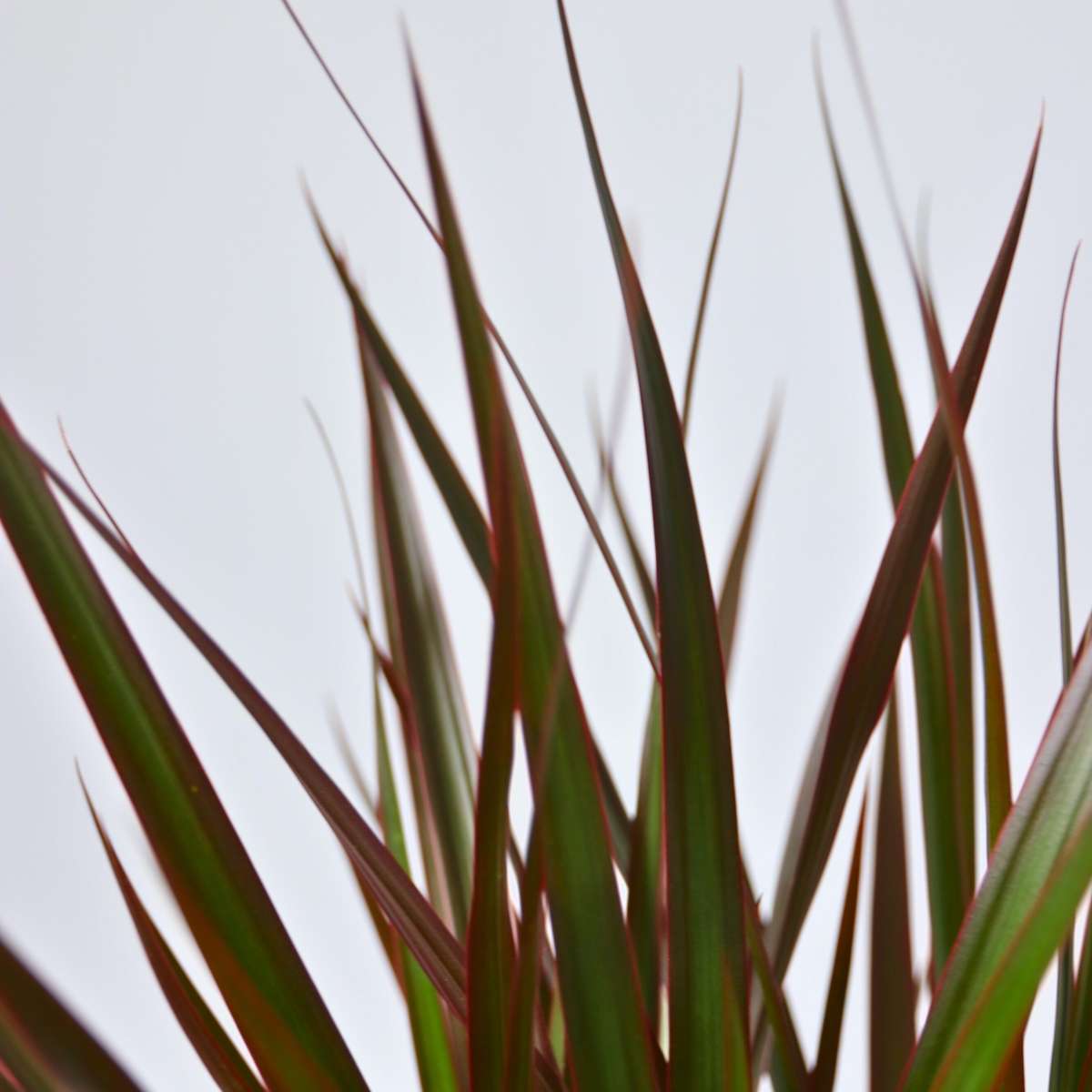 Dracena - Dracaena marginata 'Magenta' - Înălţime 110-130cm - ⌀24cm
