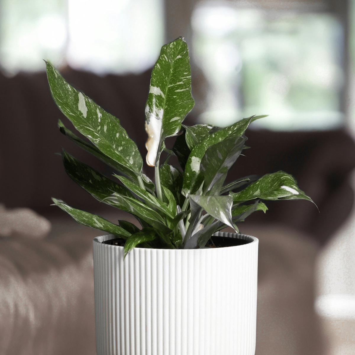 Filodendron - Philodendron 'Cobra' - Inaltime 55-65cm - ⌀19cm