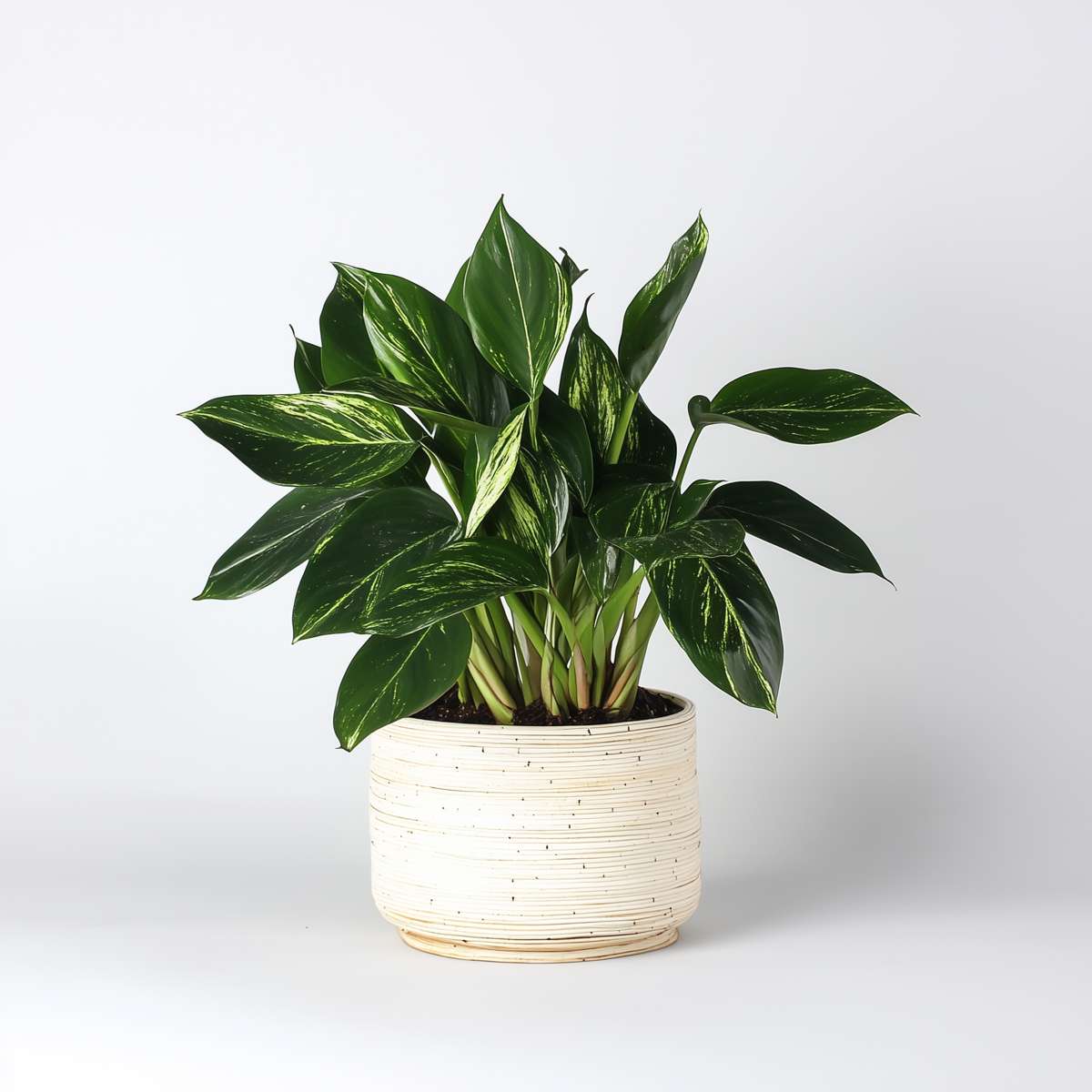 Filodendron - Philodendron 'Cobra' - Inaltime 55-65cm - ⌀19cm