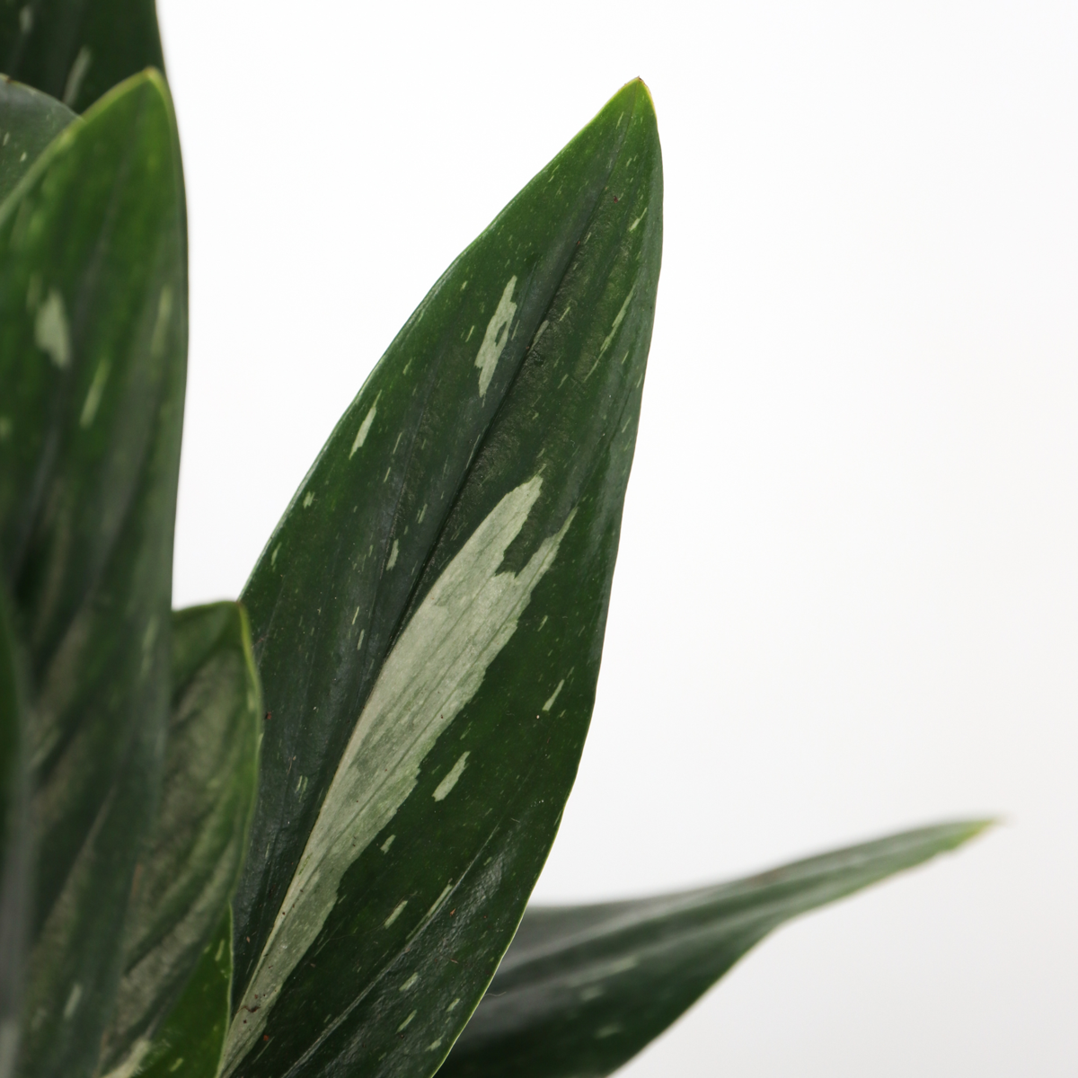 Filodendron - Philodendron 'Cobra' - Inaltime 55-65cm - ⌀19cm
