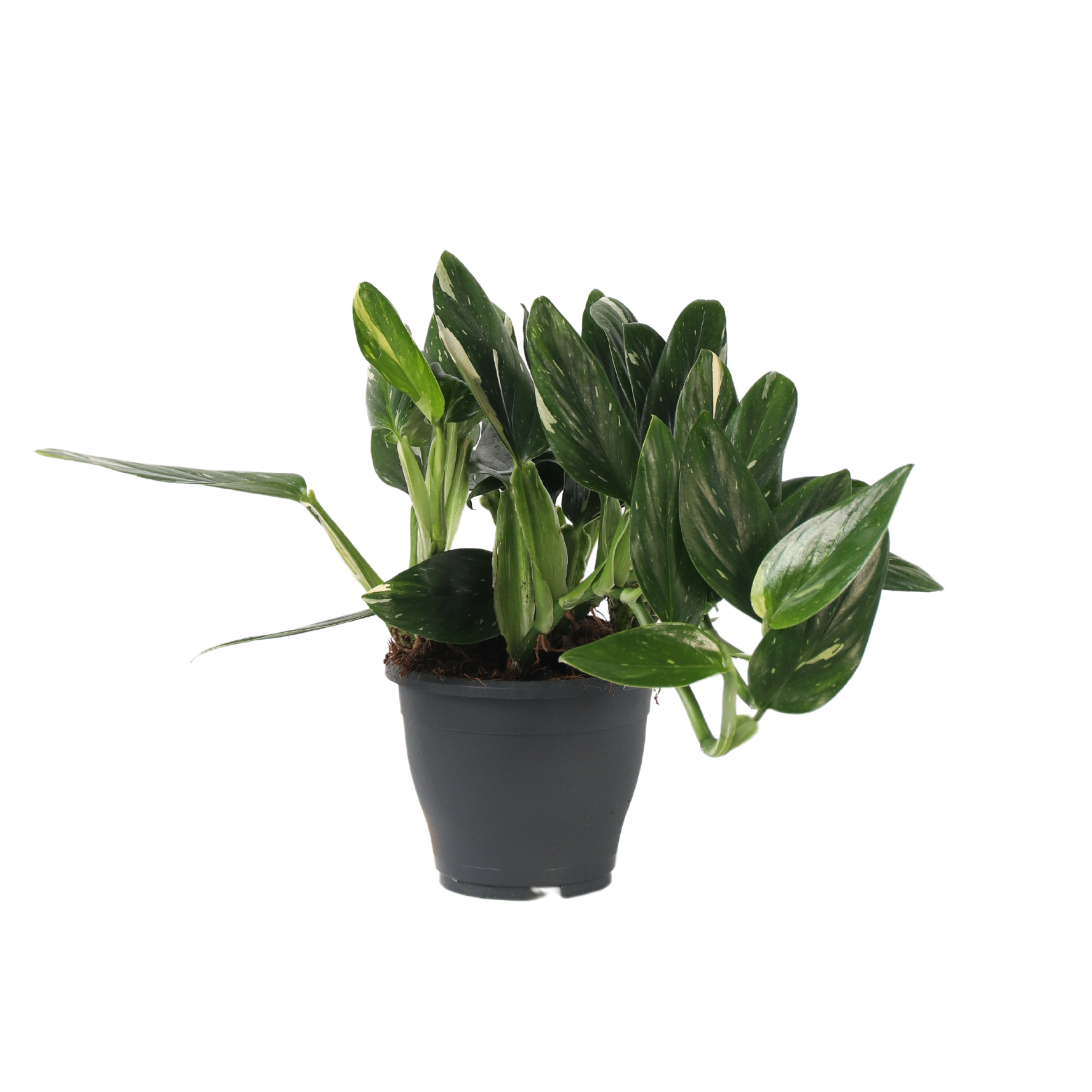Filodendron - Philodendron 'Cobra' - Inaltime 55-65cm - ⌀19cm