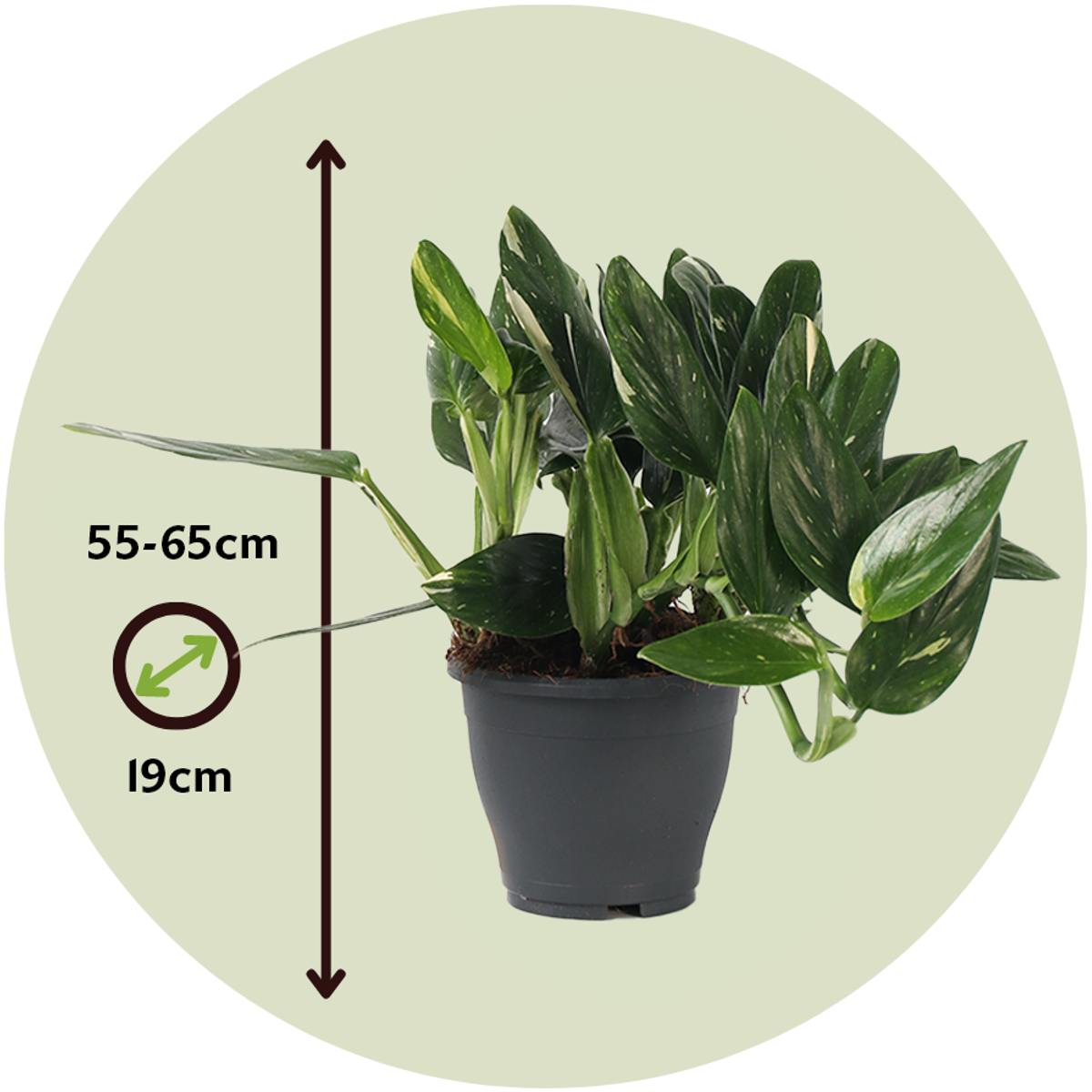 Filodendron - Philodendron 'Cobra' - Inaltime 55-65cm - ⌀19cm