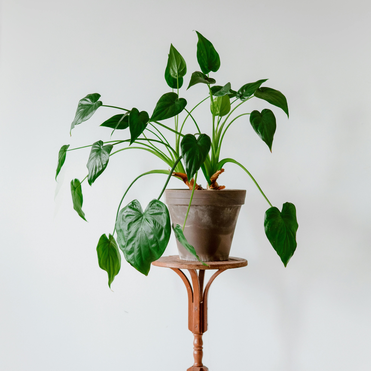 Urechea elefantului - Alocasia 'Cucullata' - Inaltime 70-80cm - ⌀19cm