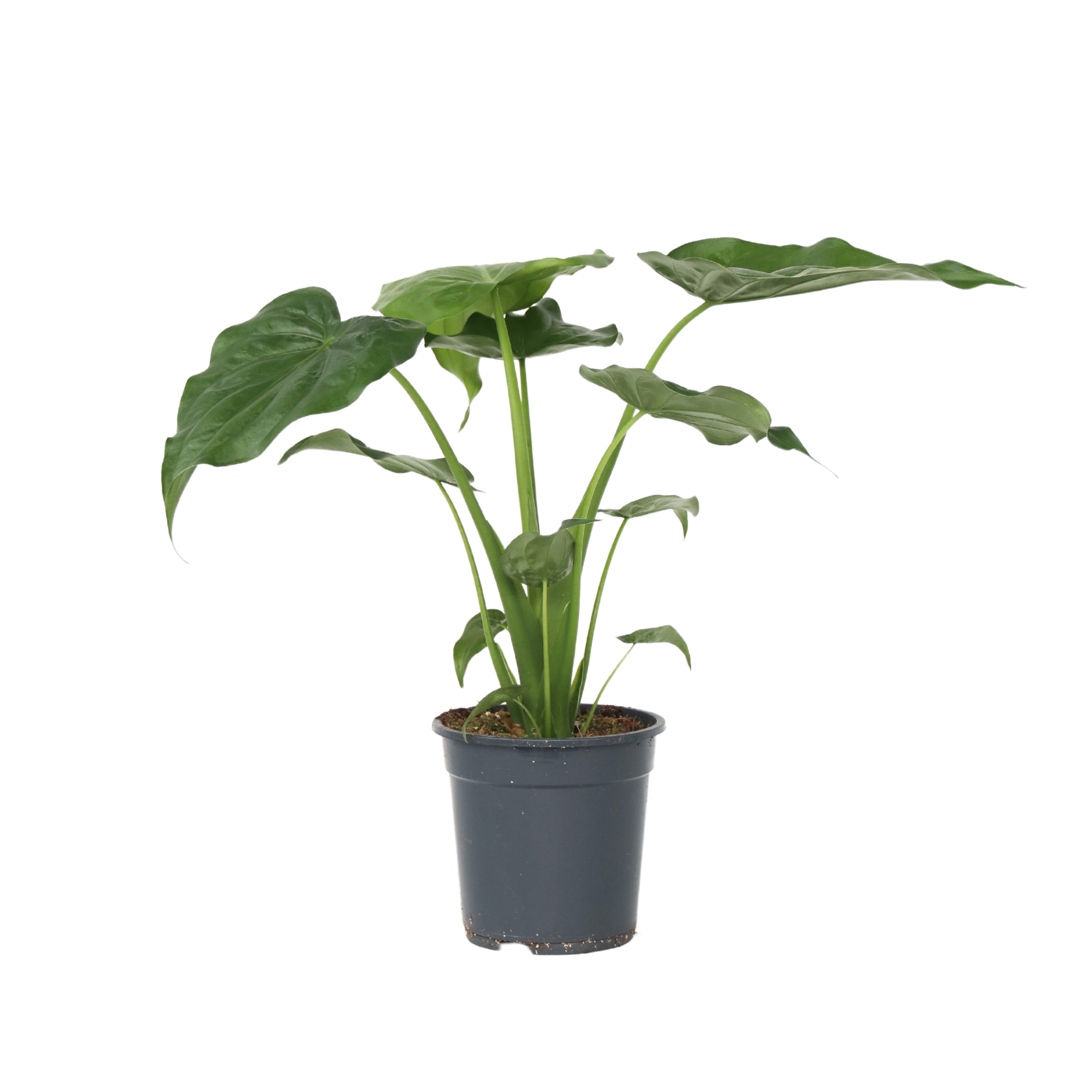 Urechea elefantului - Alocasia 'Cucullata' - Inaltime 70-80cm - ⌀19cm