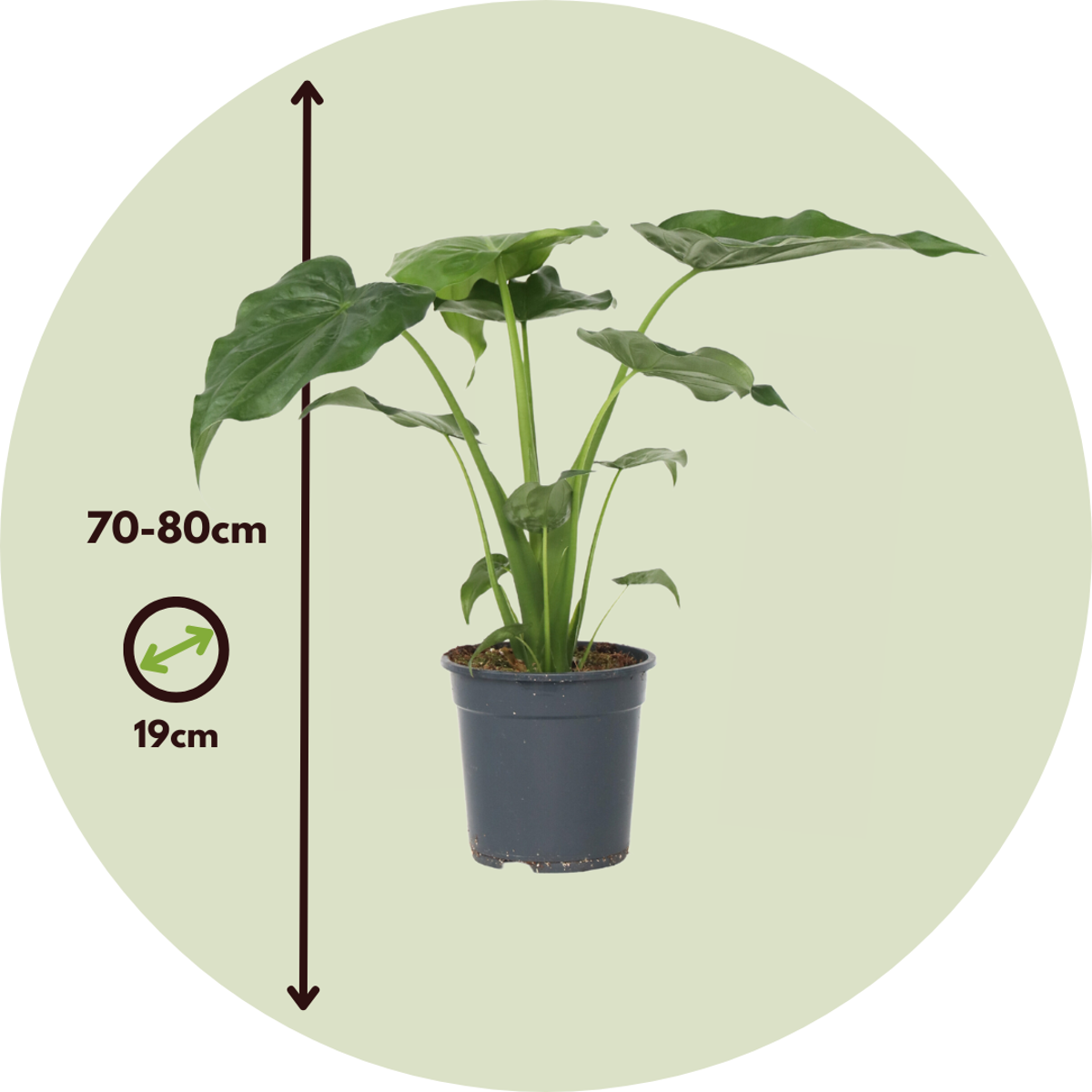 Urechea elefantului - Alocasia 'Cucullata' - Inaltime 70-80cm - ⌀19cm