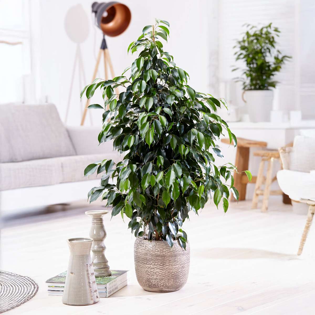 Smochin plângător - Ficus benjamina 'Danielle' - Înălţime 100-110cm - ⌀21cm