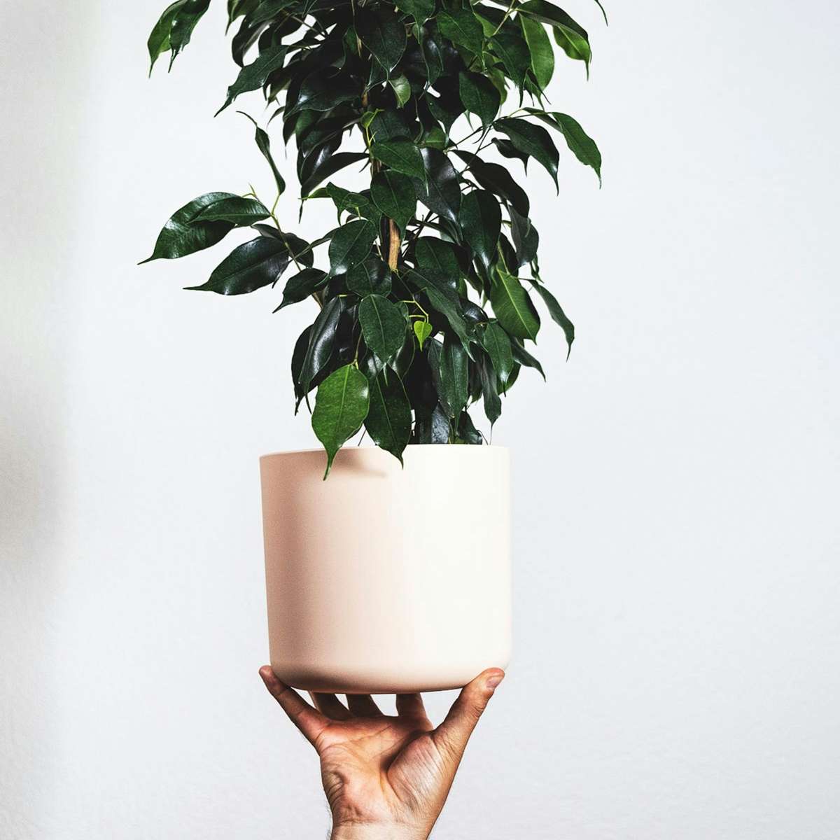Smochin plângător - Ficus benjamina 'Danielle' - Înălţime 100-110cm - ⌀21cm