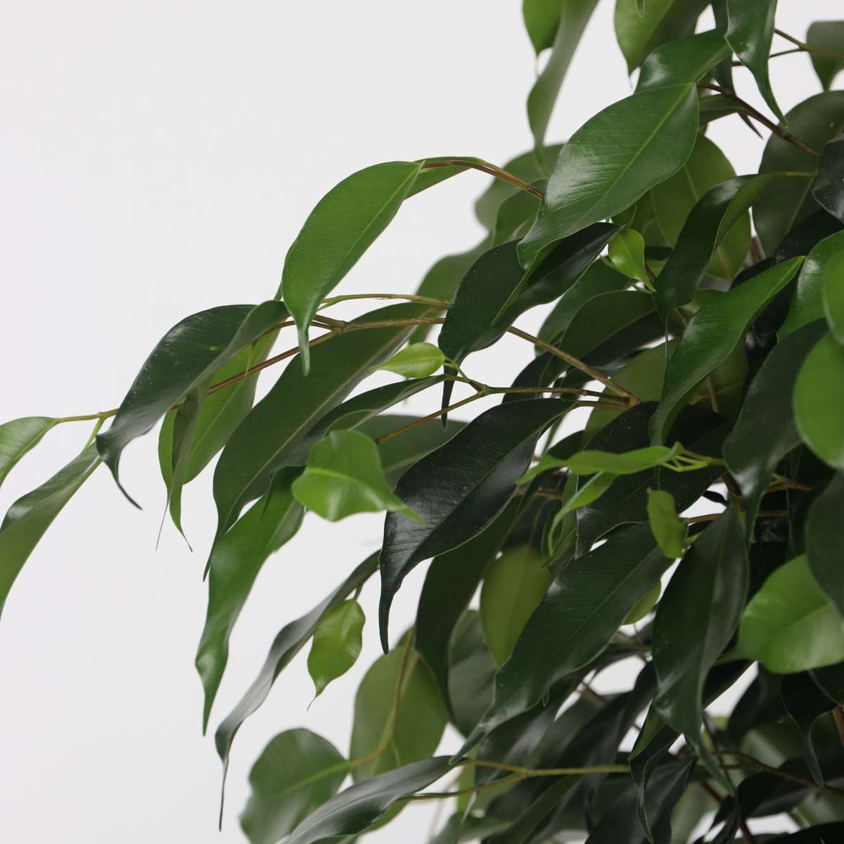 Smochin plângător - Ficus benjamina 'Danielle' - Înălţime 100-110cm - ⌀21cm