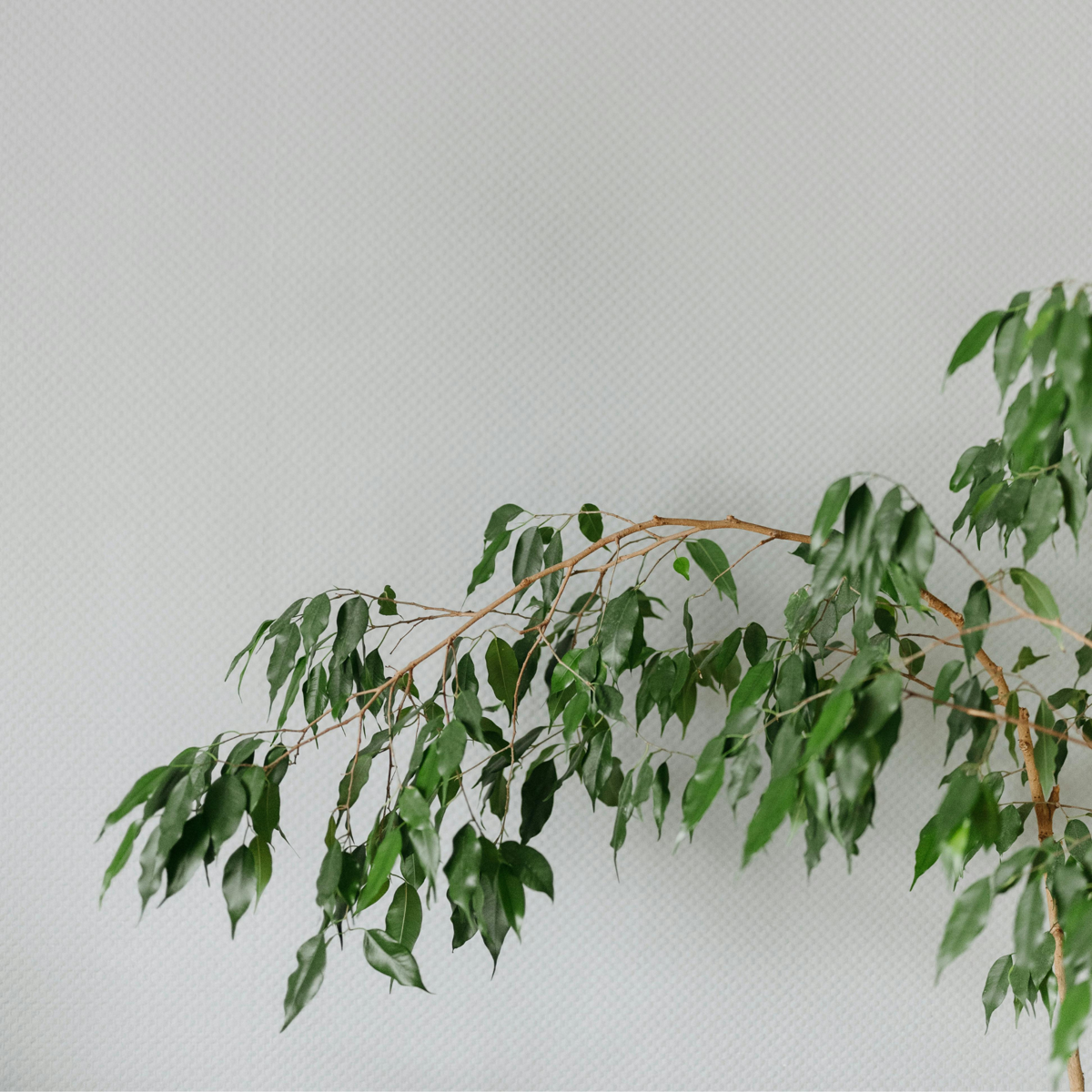 Smochin plângător - Ficus benjamina 'Danielle' - Înălţime 100-110cm - ⌀21cm