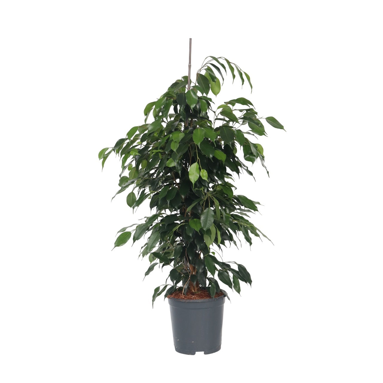 Smochin plângător - Ficus benjamina 'Danielle' - Înălţime 100-110cm - ⌀21cm
