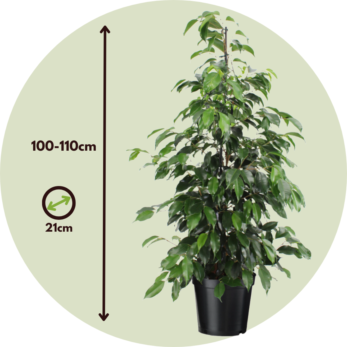 Smochin plângător - Ficus benjamina 'Danielle' - Înălţime 100-110cm - ⌀21cm