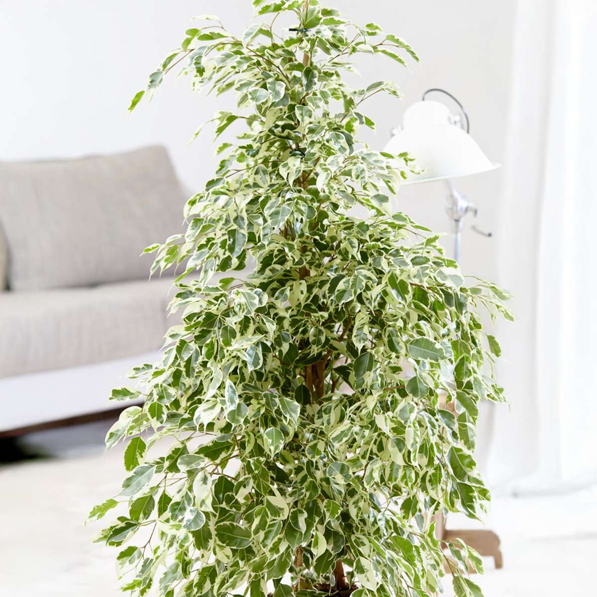 Smochin plângător - Ficus Benjamina 'Twilight' - Înălţime 100-110cm - ⌀21cm