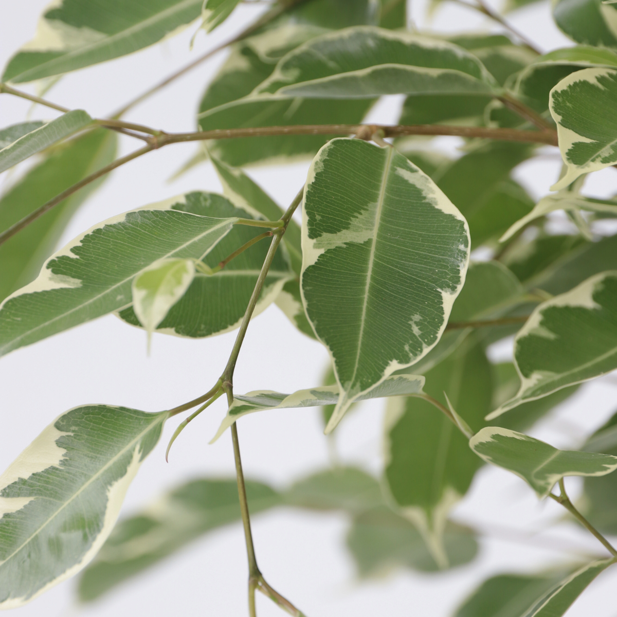 Smochin plângător - Ficus Benjamina 'Twilight' - Înălţime 100-110cm - ⌀21cm