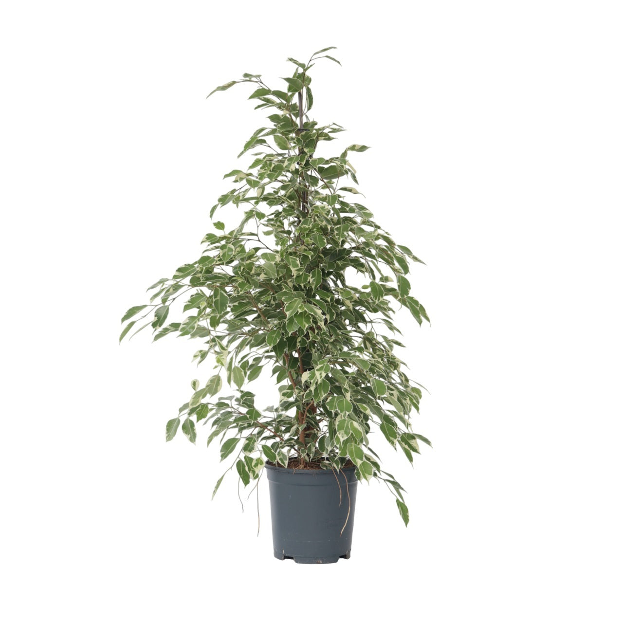 Smochin plângător - Ficus Benjamina 'Twilight' - Înălţime 100-110cm - ⌀21cm