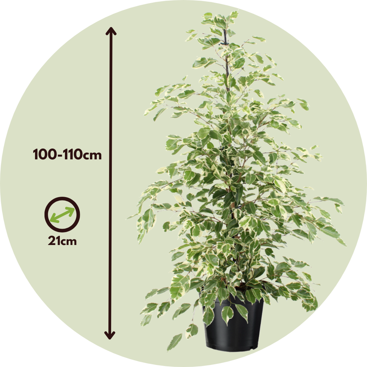 Smochin plângător - Ficus Benjamina 'Twilight' - Înălţime 100-110cm - ⌀21cm