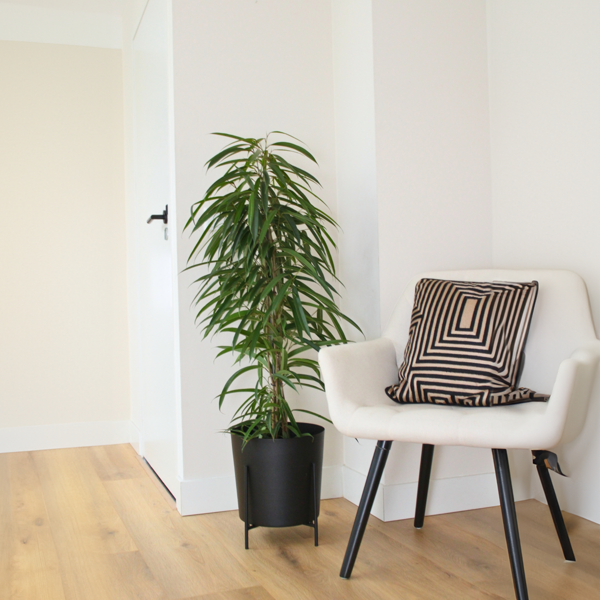 Ficusul lance - Ficus binnendijkii - Înălţime 100-110cm - ⌀21cm